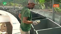 Nate 52 rarissime lucertole delle Eolie, specie a rischio estinzione, al Bioparco di Roma
