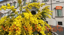 Ecco l'ingresso del Quirinale addobbato con le mimose per la Festa della Donna