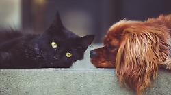 pet cani gatti aereo