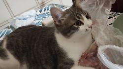 narni gatto tony felino