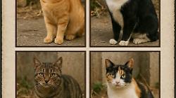 gatti terni ferentillo scomparsi