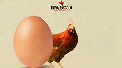 Le galline che ascoltano la musica classica, cos&igrave; nascono le uova bio che piacciono anche in Cina