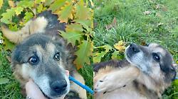 A Natale regala amore: Giami, il cane del Canile di Lerchi di Citt&agrave; di Castello, cerca una famiglia