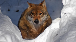 Il destino del lupo italiano deciso al buio: tra pressioni politiche, studi incompleti e allarmi ambientalisti. Mancano i dati e si rischiano le fucilate