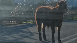 Vitello corre libero sulla Pian d'Assino a Gubbio tra le auto in coda. Video
