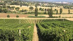 Cantina Violati: dove il cuore dell&rsquo;Umbria rievoca il respiro del mare