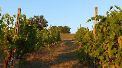 Azienda Agricola Mesina: dove la terra scrive il futuro e il vino ritrova la sua anima