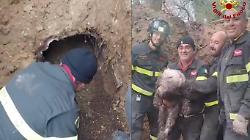 Segugio rimane incastrato in una tana per tutta la notte: salvato dai vigili del fuoco