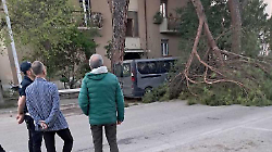 Albero si schianta al suolo in viale Umbria: tragedia sfiorata