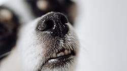 Lancia il cane contro i carabinieri: lo placano con lo spray