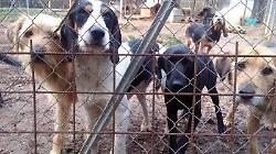 Spoleto, chiedono porta a porta fondi per il canile comunale, ma &egrave; una truffa