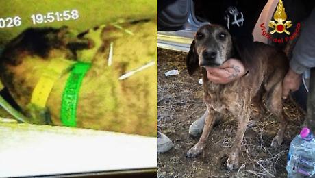 Segugio maremmano intrappolato per due giorni in un tana d'istrice: salvato dopo 40 ore di scavi