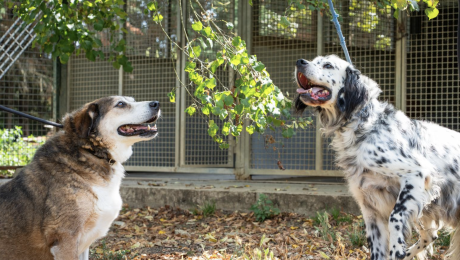 Canile di Lerchi a Citt&agrave; di Castello tra speranza e amici a quattro zampe in cerca d&rsquo;amore