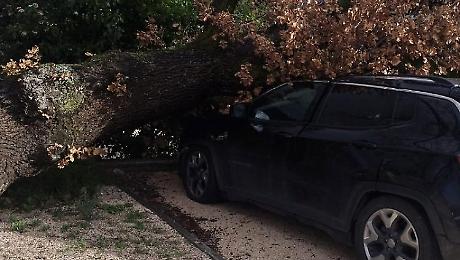 Grossa quercia crolla su due auto in sosta: &egrave; successo nel parcheggio di un'attivit&agrave; in zona Madonna di Lugo