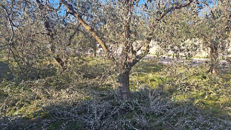 I ramoscelli degli ulivi umbri per la Domenica delle Palme in Piazza San Pietro: come fare per partecipare alla raccolta