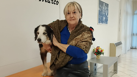 Casa di riposo per cani anziani: la proposta dell'associazione Villa Arzilla bau