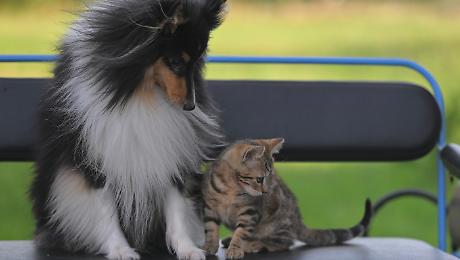 Regolamento per la tutela degli animali: c'&egrave; la possibilit&agrave; di istituire il Garante