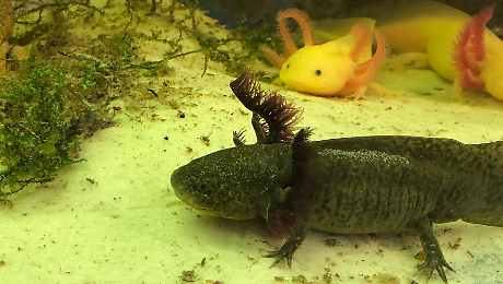 Sei axolotl accolti alla Citt&agrave; della domenica: gli anfibi messicani diventano star del rettilario