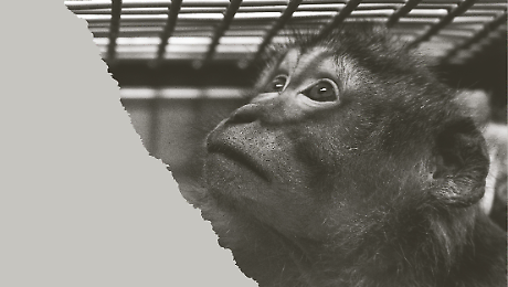 Bastia Umbra, con Vite salvate in mostra l'impegno della Lav a tutela degli animali: nelle immagini storie di rinascita e libert&agrave;