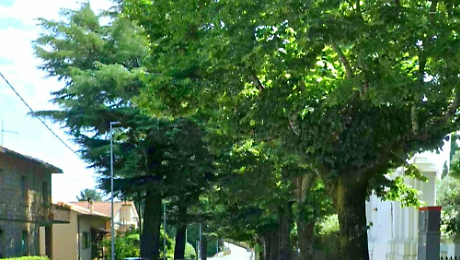 Abbattuti due grandi alberi in viale Cappuccini: intervento urgente del Comune