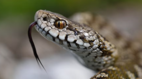 terni uomo morso vipera