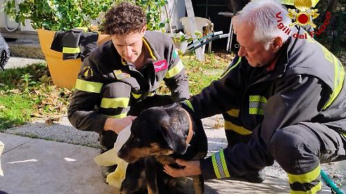 Cane finisce in un lago artificiale e viene salvato dai vigili del fuoco