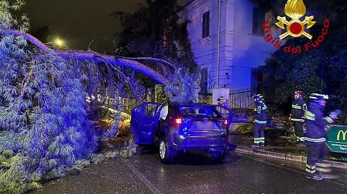 Albero cade lungo la strada mentre passa un'auto: feriti gli occupanti