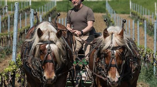 Il viaggio di Plani Arche tra tradizione e avanguardia biologica