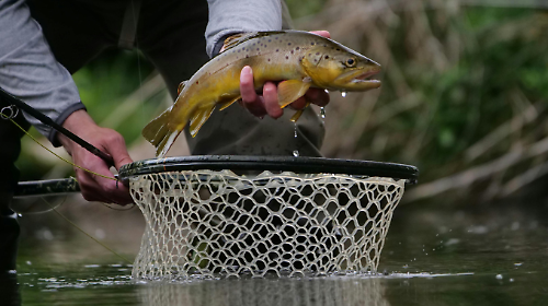 Pesca sportiva, pronti 17 quintali di trote per ripopolare i fiumi umbri. L'assessora Meloni: "Lavoriamo tutelare gli ecosistemi fluviali"