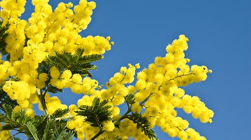 Mimosa, tutto sul fiore simbolo dell'8 marzo: perch&eacute; si regala e come si conserva, fino al lato oscuro delle specie invasive