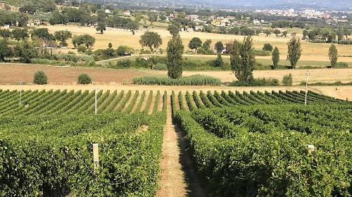 Cantina Violati: dove il cuore dell&rsquo;Umbria rievoca il respiro del mare