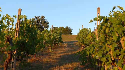 Azienda Agricola Mesina: dove la terra scrive il futuro e il vino ritrova la sua anima