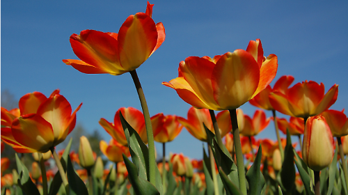 Primavera, perch&eacute; non inizia il 21 marzo: data, cos'&egrave; e i miti dell'equinozio