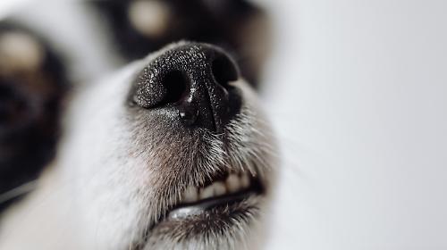 Lancia il cane contro i carabinieri: lo placano con lo spray