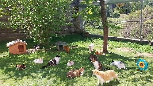 Acquasparta, alla "Casa dei Gatti" domenica 10 maggio si festeggia la mamma di tutti i mici