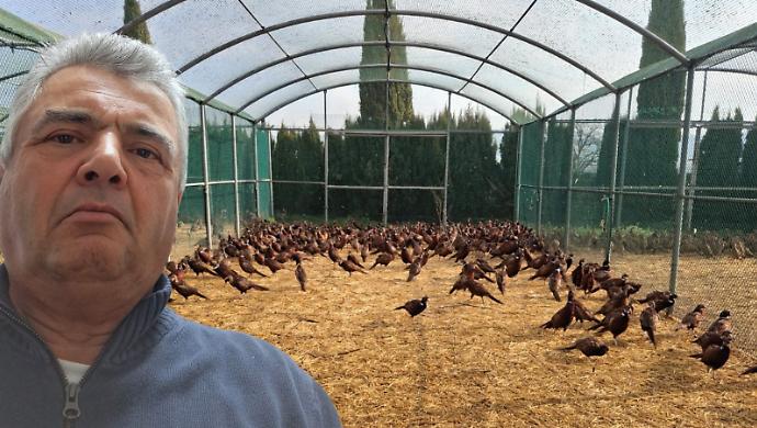 "Vi racconto come l'aviaria ha ucciso i miei fagiani"