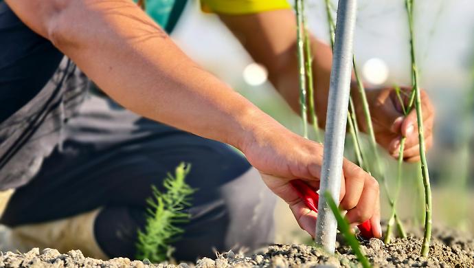 Anziano si perde mentre cerca gli asparagi : 86enne muore durante le manovre di soccorso