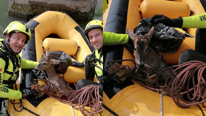 Capriolo salvato dai vigili del fuoco: era caduto nel canale recentino