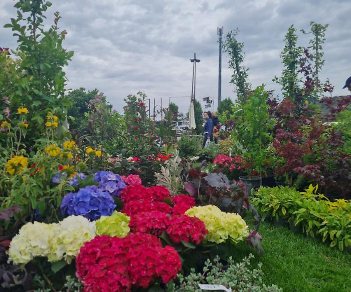 Flower Show, un'esplosione di colori e profumi. Piante introvabili e fiori rari all'edizione 2023