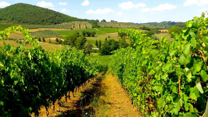 Montepulciano, siccit&agrave;: come fronteggiare il cambio climatico e salvare i vigneti. La soluzione delle Tenute del Cerro 
