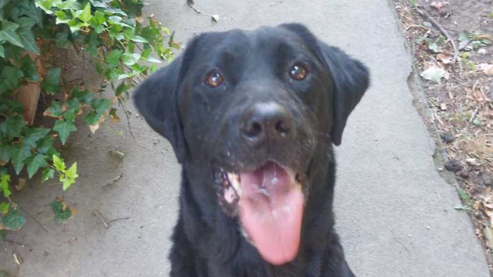 Olimpia labrador