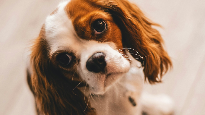 Cani, gatti e la piaga dell'abbandono. La crudeltà dell'uomo non ha limiti nemmeno con gli amici migliori