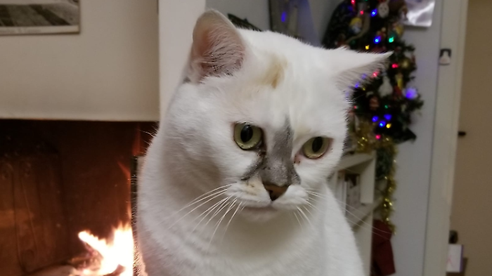 gatto