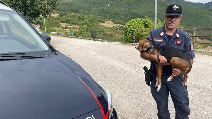Sant'Anatolia di Narco, cane smarrito recuperato e riconsegnato al legittimo proprietario