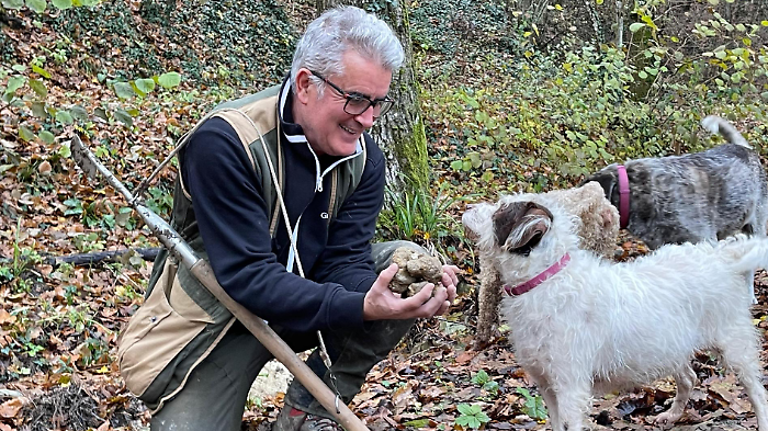 Città di Castello, al via la raccolta del tartufo bianco. Giuliano Martinelli: "Stagione salva grazie alle ultime piogge"