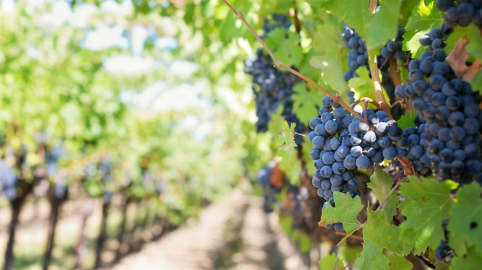 Gambero Rosso premia i migliori vini dell'Umbria con 17 Tre Bicchieri: record per il Cuore Verde. Ecco la lista delle cantine
