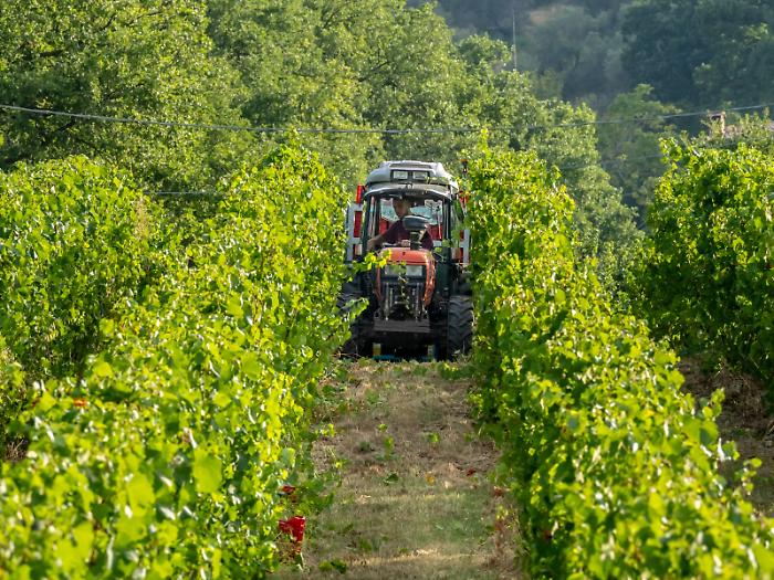 Torna il week end con Cantine aperte il 24 e 25 maggio: oltre 60 aziende vitivinicole da scoprire nel cuore verde
