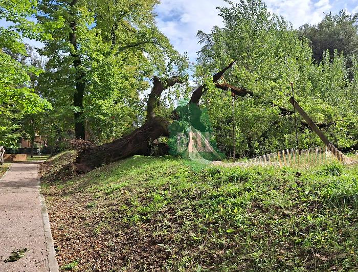 Quercia Marsciano 