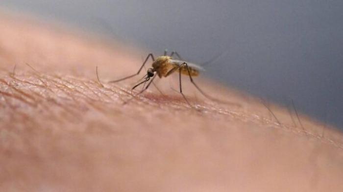 dengue
