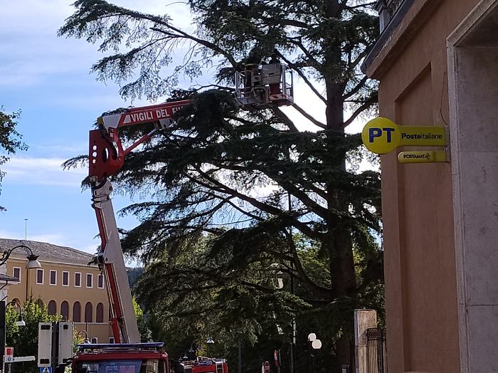 Spoleto, grosso ramo pericolante in pieno centro storico: strada chiusa e intervento dei vigili del fuoco